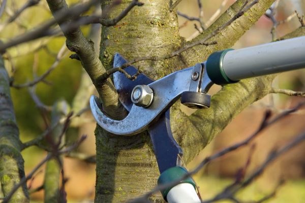 Tree Limb Trimming Service in Austin