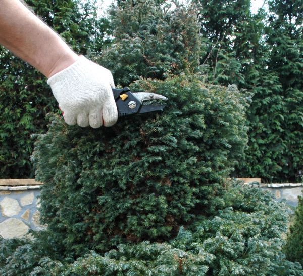 Ornamental Tree Trimming in Austin