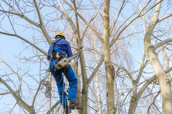 Cost of Large Tree Trimming in Austin