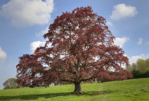 Cost of Beech Tree Pruning in Austin
