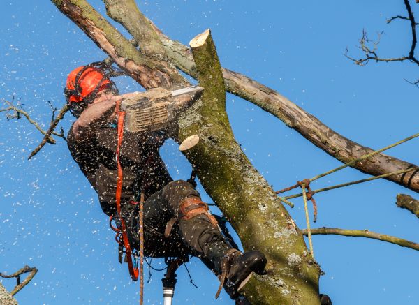 Tree Trimming Service in Austin
