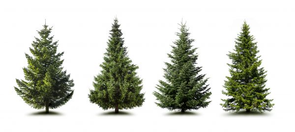 Cost of Pine Tree Trimming in Austin