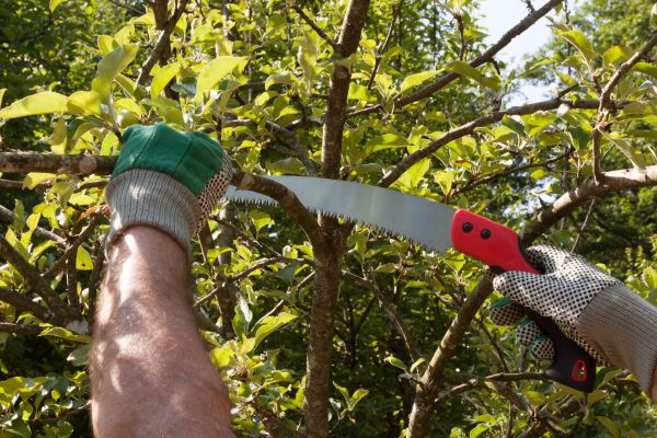 Apple Tree Trimming in Austin